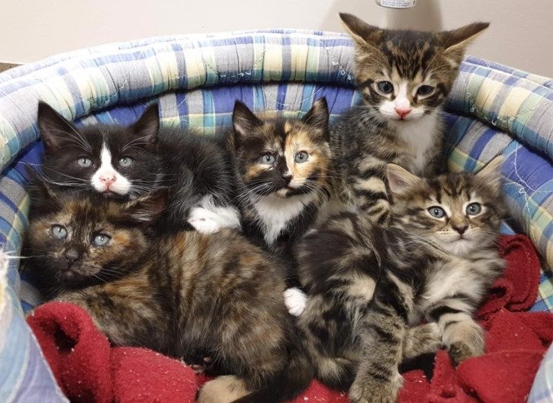 Busselton Vet Hospital with 5 little kittens